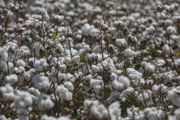 Cotton flowers fully bloomed and exploded and ready to be harvested in summer season, Turkey. 