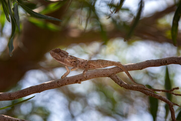 A chameleon is holding on a tree branch in forest. 