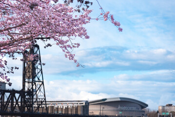 Steel Bridge and cherry blossoms, Tom McCAll Waterfront Park in Portland Oregon
