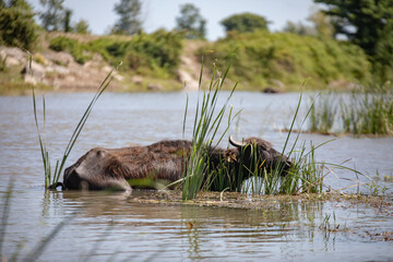 A water buffalo is feeding in waterlines in Black Sea coast of Turkey.