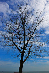 Fototapeta na wymiar Dead tree in the blue sky. 