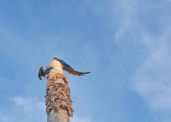 macaw perching on tree branch, Parrot on tree