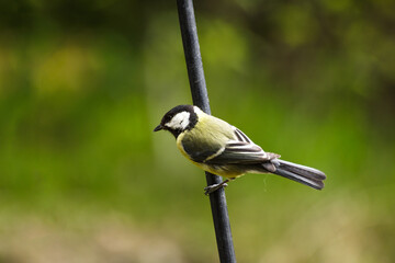 great spotted woodpecker