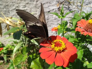 butterfly on flower