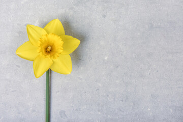 Fototapeta na wymiar Spring flower on concrete a daffodil in stark contrast to a concrete background