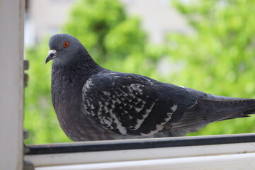 Pigeon portrait on the window, summer colours 