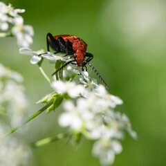 Pyrochroa serraticornis - Cardinal beetle - Cardinal rouge