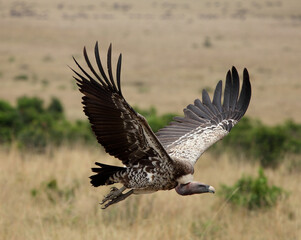 Plakat A vulture in flight. Taken in Kenya, Africa