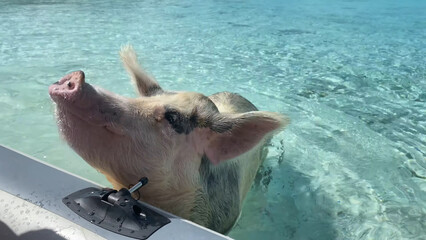 Floating tame pigs on a white sand beach.
A trip to the Bahamas. Exuma pig beach.