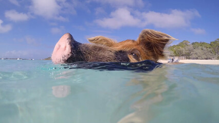 Obraz premium Floating tame pigs on a white sand beach. A trip to the Bahamas. Exuma pig beach.