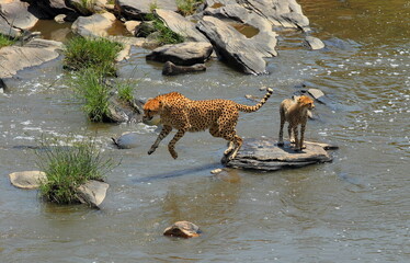 A female cheetah and her cub crossing a river. Taken in Kenya, Africa