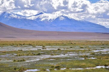Altiplano andino de Chile