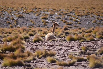 Altiplano andino de Chile