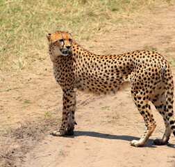 Fototapeta na wymiar An adult cheetah standing in the bush. Taken in Kenya, Africa