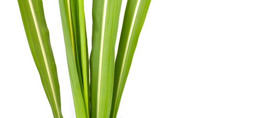 Sugar cane leaves on white background.