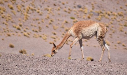 Desierto de Atacama en la cordillera de los Andes