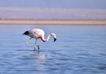 Desierto de Atacama en la cordillera de los Andes