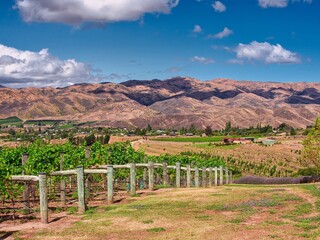 Fototapeta na wymiar Vineyards in Central Otago New Zealand