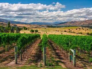 Vineyards in Central Otago New Zealand © GJ Hughes