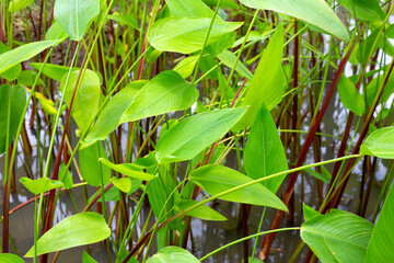 Alligator Flag, Water Canna (Thalia geniculata L.)