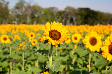 Fototapeta premium Sunflower field, Beautiful summer landscape.