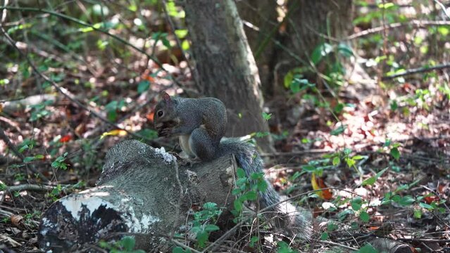 Squirrel feeding from an acorn in some botanical gardens