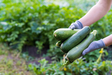 zucchini in the hands of a farmer, the concept of harvesting and gardening, a place for text