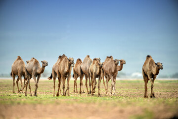 group camel in the desert wildlife
