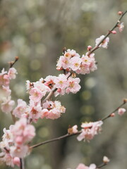 早春に咲く梅の花