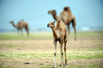 group camel in the desert wildlife
