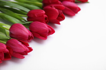 Many beautiful tulips on white background. Space for text