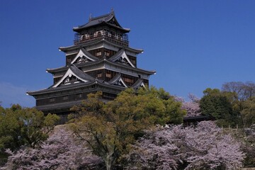 Fototapeta premium 春の広島城と桜