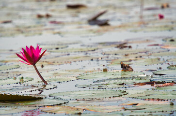 湖一面に蓮の花が咲き乱れる美しい風景・タレーブアデーン　タイ・ウドーンターニー　Red Lotus, Thailand