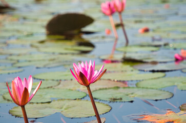 湖一面に蓮の花が咲き乱れる美しい風景・タレーブアデーン　タイ・ウドーンターニー　Red Lotus, Thailand