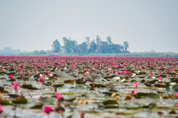 湖一面に蓮の花が咲き乱れる美しい風景・タレーブアデーン　タイ・ウドーンターニー　Red Lotus, Thailand