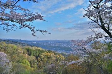 Cherry blossoms  on t mountain top