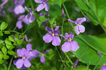 Fototapeta premium Orychophragmus violaceus