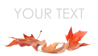 Fallen autumn leaves on white background. Space for your text