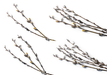 Willow branches with fluffy catkins isolated on white