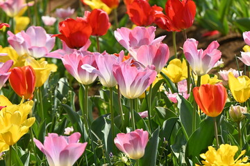 The tulip flowers in the flower garden are in full bloom. Seasonal background material.
