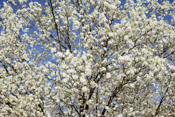 blooming tree in spring