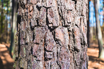 tree bark texture