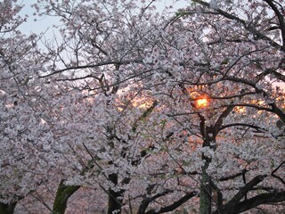 Tokyo, Japan - April 2, 2023: Rising sun through sakura cherry blossom in Takarano Park in Tokyo, Japan 
