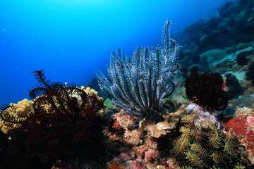 seascape panorama underwater flock of fish in the water