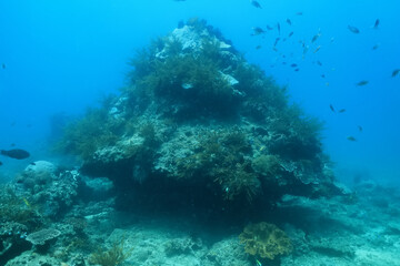 seascape panorama underwater flock of fish in the water