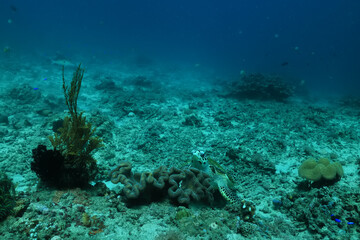 texture ocean floor background underwater surface