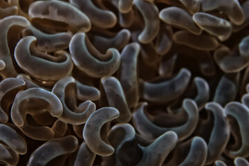 anemone actinia texture underwater reef sea coral