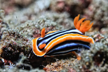 sea worm flower like underwater animal wildlife diving