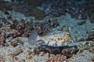fish cow underwater photo horned coral tropical animal macro