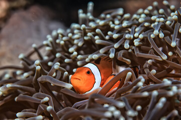 small colorful coral fish on the reef underwater tropical wildlife